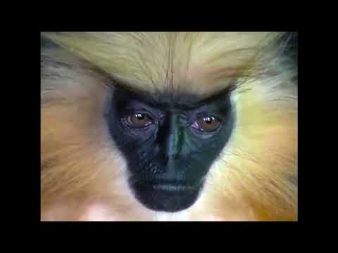 Al Lover - A Very Mechanized Dance (Official Video)