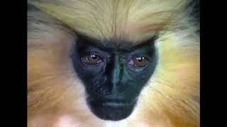 Al Lover – “A Very Mechanized Dance”