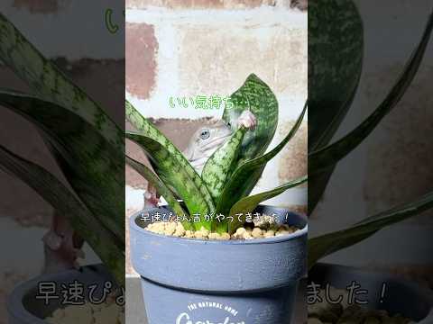 サンスベリアとカエルの相性が良すぎました#イエアメガエル #frog #カエル