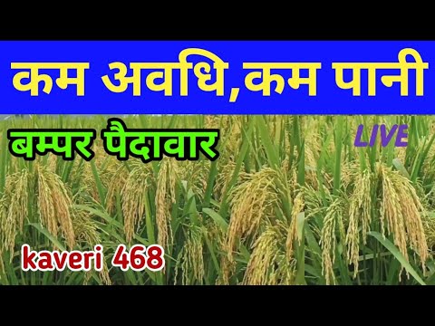 Hybrid Paddy Seed Kaveri 90 90