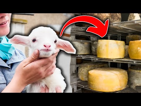 HOW TO MAKE SHEEP MILK CHEESE at home (step-by-step) 🧀🐑 Pecorino Romano Cheesemaking Italy Raw Dairy