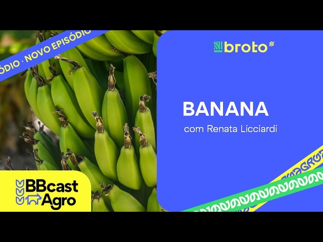 Banana: inverno reduz oferta, mas preços seguem pressionados | BBCast Agro - 18/08/2026