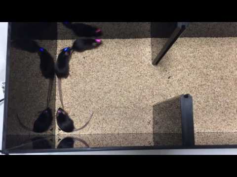 Optogenetics: controlling the brain with lights