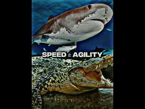 Sharks Vs Crocodilians Tournament PT 14