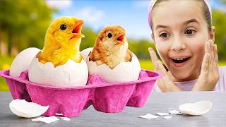 Ruby and Bonnie Learn How to Take Care of Baby Chicks After Their Eggs Hatch