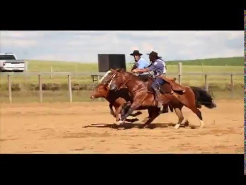 2º lugar:fêmeas Guria Bragada 181 da Vendramin