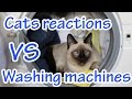 Cats Reactions Vs Washing Machines