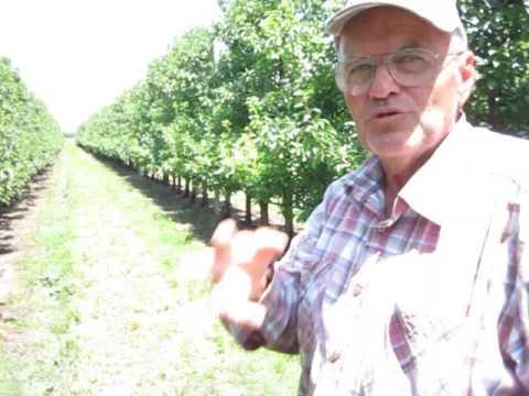 LEZIONE # 22 POTATURA PERE - DIRADAZIONE DELLA PERA ABATE FETEL