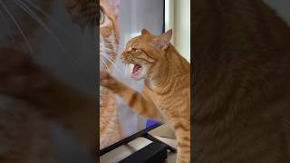 #youtubeshorts  #viral #comedy  #shorts #cat