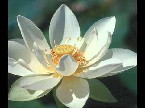 LA BANDA DE COSTA RICA - UN MILLON DE ROSAS.wmv