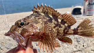 釣ったカサゴをカラアゲにしてハイボールをキメるだけの動画