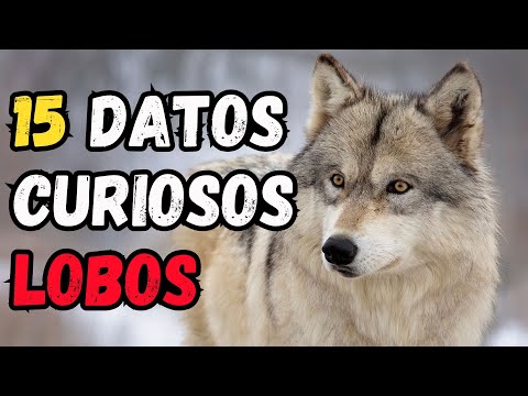 15 Datos Curiosos de los Lobos - Grandes depredadores