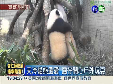 圓仔自行排便 圓圓全部舔光光