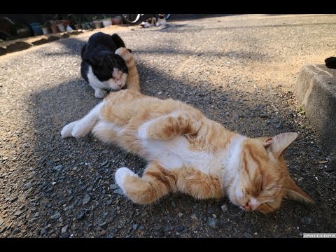 JAPAN GEOGRAPHIC / Ainoshima,Wild Cats Island,Fukuoka