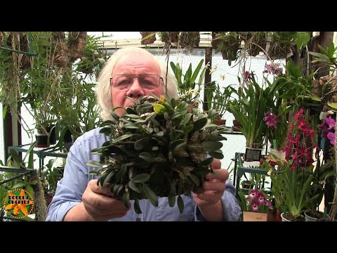 My Sunday Orchid Chat - On-Line Information and How to Interpret It