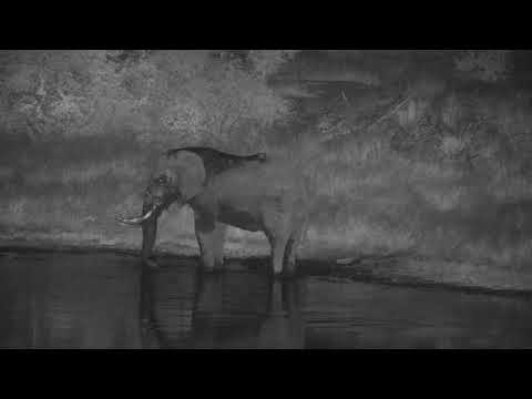 Djuma: Lone Elephant bull - 18:34 - 04/01/19