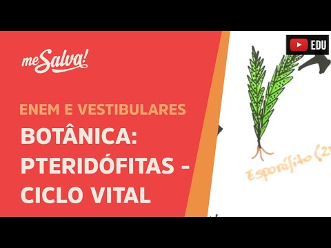 Me Salva! BOT06 - Botânica - Pteridófitas: ciclo vital