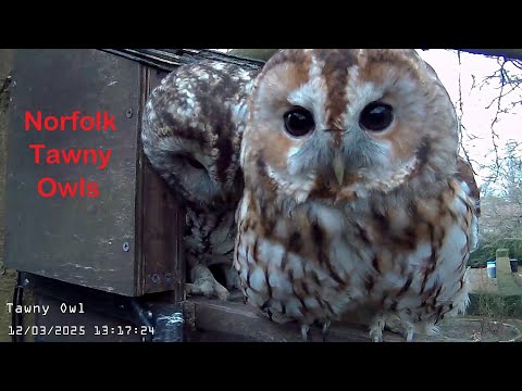 Norfolk Tawny Owls - Live