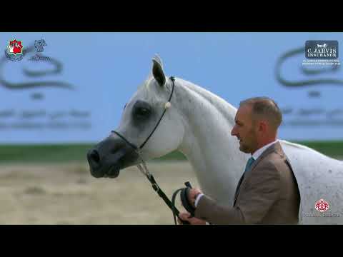 N 121 AJ EMANA   Al Shiraa International Arabian Horse Show 2024   Mares 4+ Years Old Section C Clas