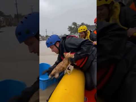 Потоп: герои успели в последний миг! #вирусноевидео #животные #animals