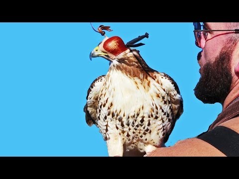 A Red-Tail Meet Montage: 9 Hours in 5 Minutes