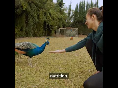 Peacock Keeping 101: A Beginner's Guide to Raising and Caring for Peafowl