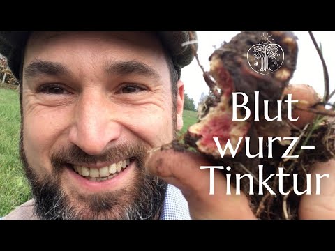 Blutwurz Heilwirkung - eine Tinktur für die Hausapotheke selbst machen | Christoph Pollak