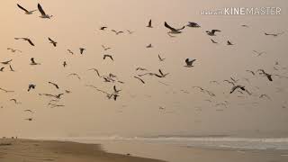 preview picture of video 'Migrant birds at Surathkal beach'
