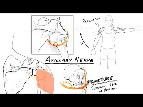 The Brachial Plexus II: Animated Review [HD]
