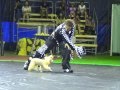 Dogs Show
