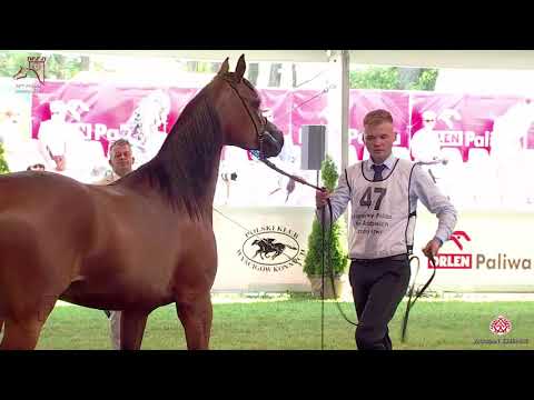 N47 EFIDENIA - 2020 PRIDE OF POLAND - 42nd Arabian Horse National Show - 2 Years Old Fillies (Cl...
