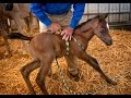 Newborn Horse Syndrome Suggests Links to Childhood Autism