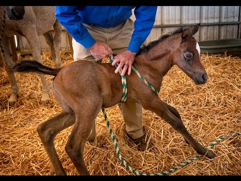 YouTube video about: Can horses have down syndrome?