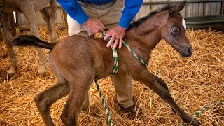 Newborn Horse Syndrome Suggests Links to Childhood Autism