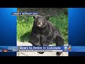 2 Michigan Zoo Bears Are Retiring In Colorado