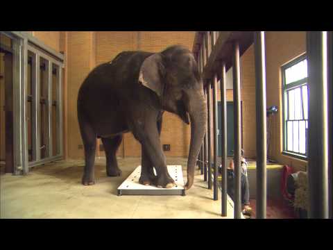 SRV714 Mobile Platfom Scale