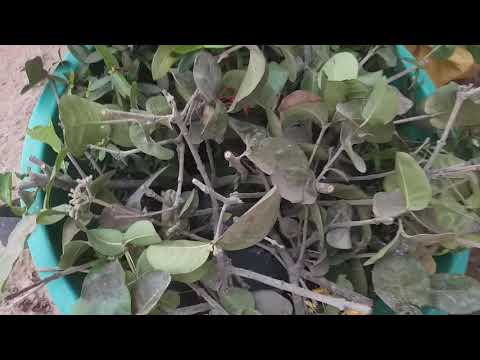 CÂY MAI NÓ XUÔNG NHƯ CÂY CỘT ĐIỆN THÌ LÀM SAU CÓ TÀN LẠI....0776620062