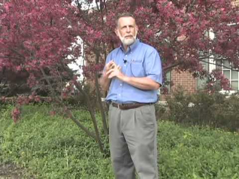 download lagu mp3 mp4 Dwarf Crabapple Tree, download lagu Dwarf Crabapple Tree gratis, unduh video klip Dwarf Crabapple Tree