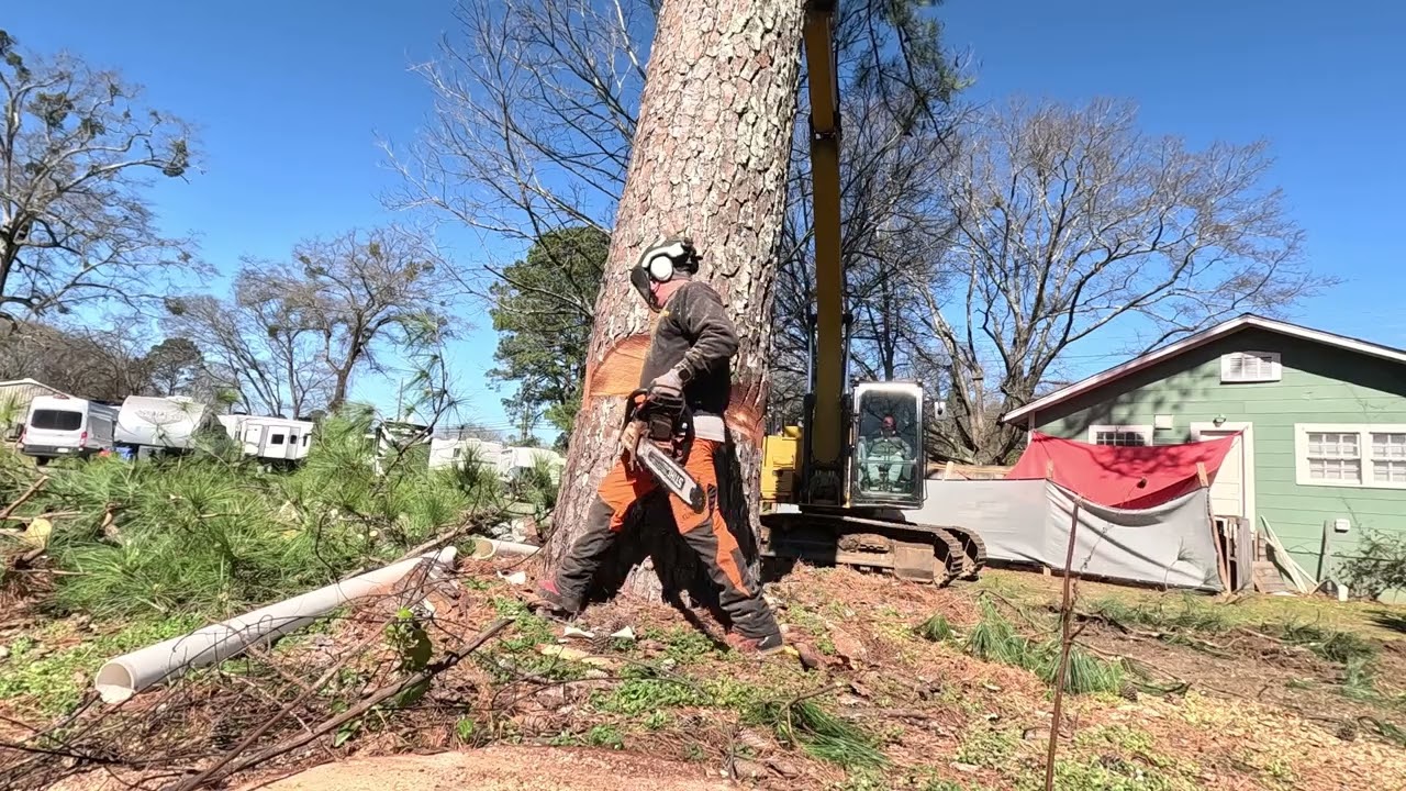 90 plus year old pine tree removal