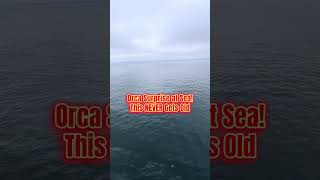 Orca Whale Spotted Playing Beside Our Cruise Ship | Norwegian Encore 🐋🌊 #travel  #cruise  #whale