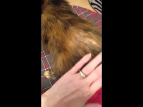 Cat fur loss from flea allergy dermatitis