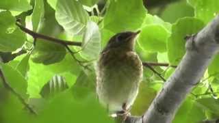 Birds of Germany - ein paar Vögel in Deutschland