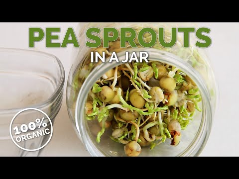 How to Make Sprouts at Home in a Jar | Grow Superfood