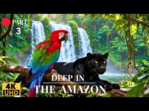 Amazon Jungle 4K: Stunning Jungle Wildlife & Soothing Nature Sounds