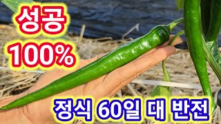 고추농사 100%성공 노하우&정식 60일의 대반전