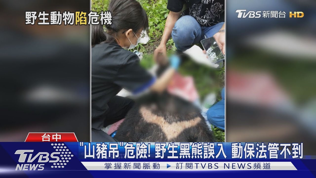「山豬吊」危險!野生黑熊誤入 動保法管不到