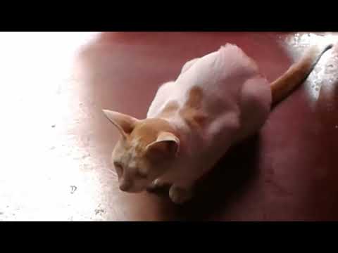 A cat #cat #catvideo #cats #catsvideo