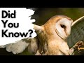 Things you need to know about BARN OWLS!