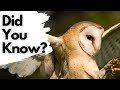 Things You Need To Know About BARN OWLS
