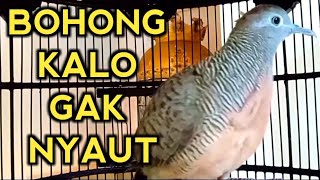Download lagu Pancingan perkutut bangkok gacor - PALING AMPUH mp3